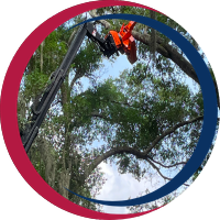 Dead Limb Removal Icon