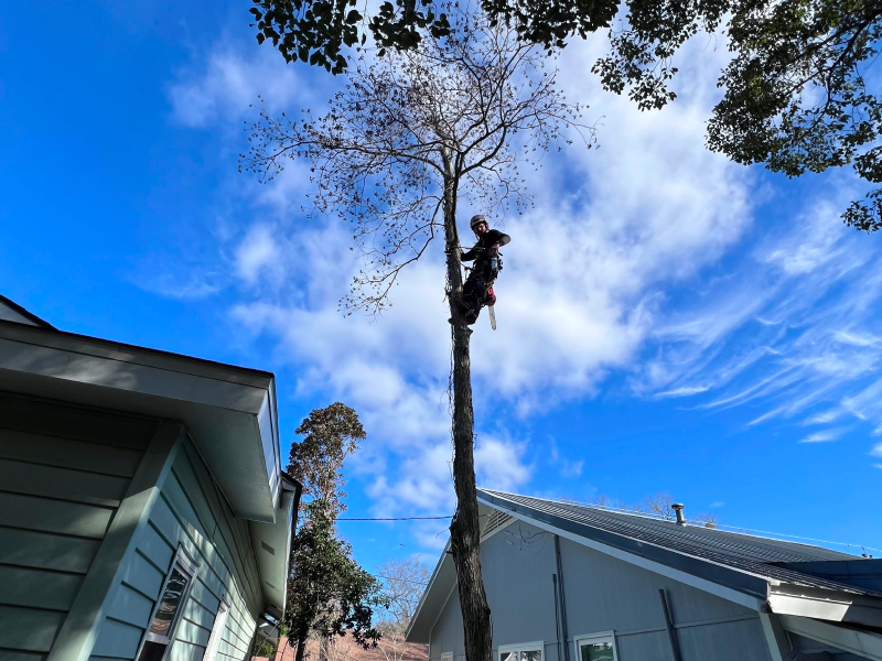 Tree Pruning