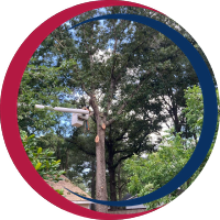 Tree Trimming Icon