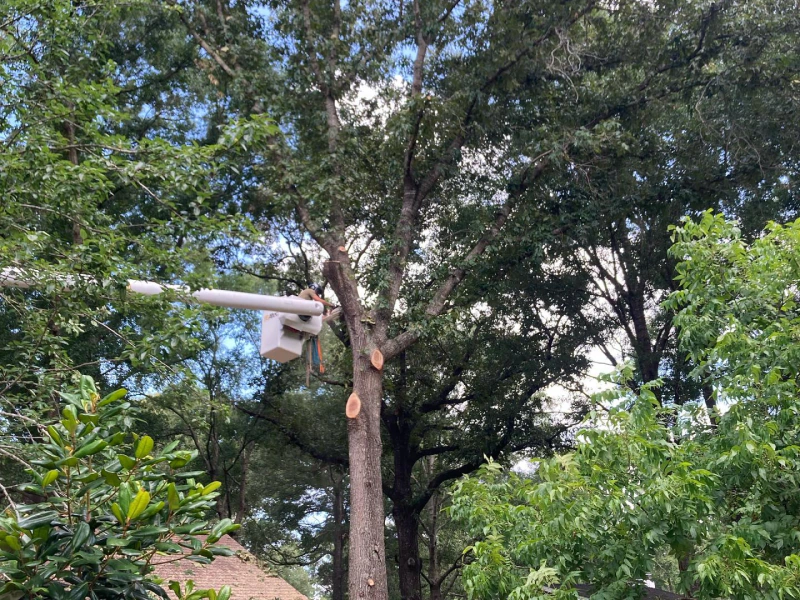 Tree Trimming